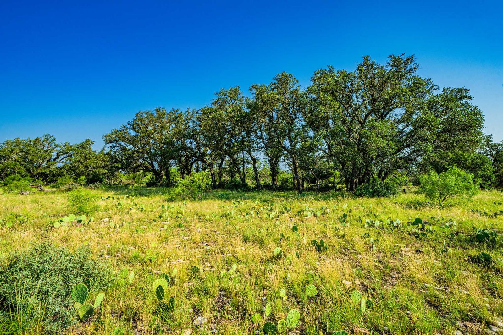Menard County Twin Oaks Ranch S of Menard Texas Ranches For Sale